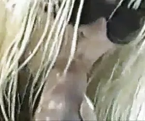 مسابقه افراد مشهور